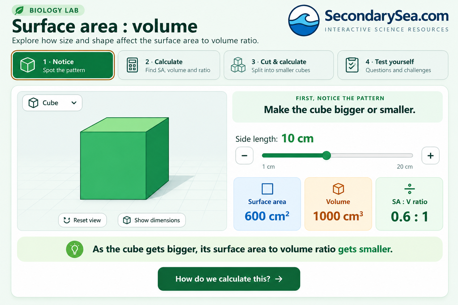 Preview of the SecondarySea Surface Area to Volume Ratio interactive Biology resource